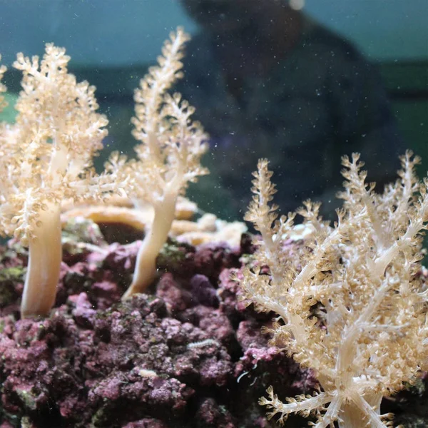 Coral in the ocean white underwater aquatic life