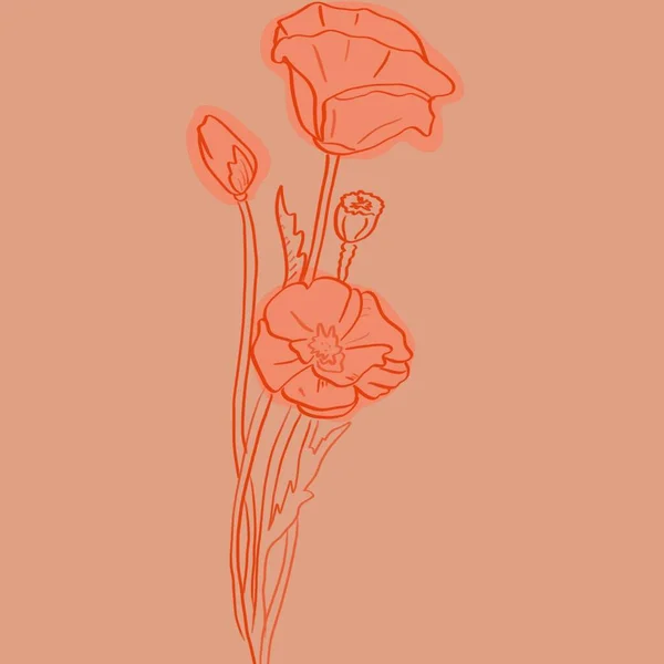 Poppy Kwiaty Różowym Tle Minimalistyczna Linia Sztuki — Zdjęcie stockowe