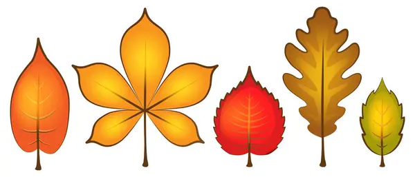 Herbstblätter Auf Weißem Hintergrund Vektorillustration Cartoon Stil — Stockvektor