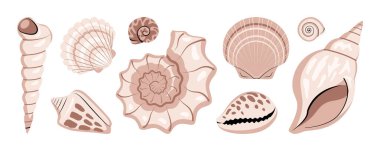 Deniz kabuğu koleksiyonu beyaz arka planda izole edildi. Bir çift bej ve kahverengi yumuşakça kabuğu. Düz biçimli vektör illüstrasyonu.