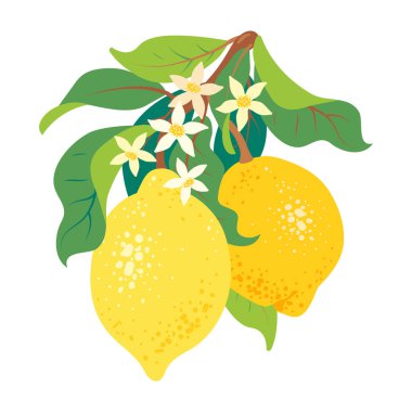 Yaprakları ve çiçekleri olan sarı limonlar. Tebrik kartı, poster ve tasarım için el yapımı botanik kompozisyon. Düz biçimli vektör illüstrasyonu