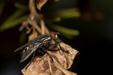 Sarcophaga carnaria, large gray meat fly on a yellow leaf. High quality photo clipart