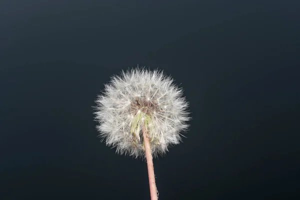 Karahindiba Bud 'ı kapadım. Koyu arkaplanda karahindiba beyazı çiçekler. Yüksek kalite fotoğraf. Yüksek kalite fotoğraf