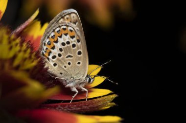 Beautiful butterfly on a yellow red flower isolated on black background. High quality photo clipart
