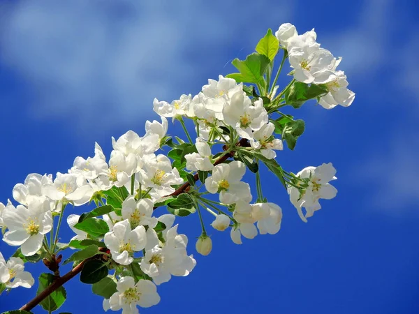 big branch of blossoming white apple tree on blue sky background instagram stile . High quality photo