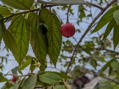 Muntingia calabura Fruit are growing and green leaf clipart