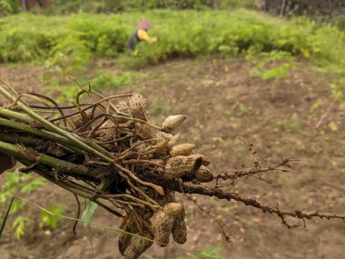 Kökleri olan taze fıstık bitkileri, tarlada fıstık hasadı, çiftçilerin hasat ettiği taze fıstık hasadı, Endonezya