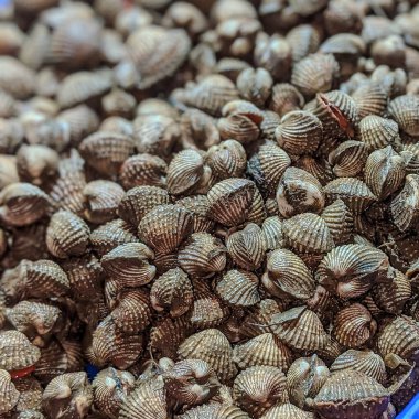 Kerang dara (Çiğ Midyeler) bitkiler ve baharatlarla pişirilmeye hazır. Üstten mi düz mü? Kopyala yapıştır. Seçici odak.