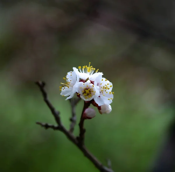 Fleur Blanche Sur Arbre — Photo