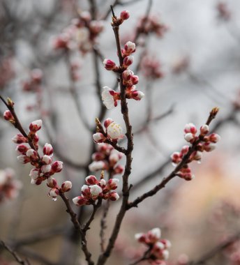 Ağaçlar çiçek açar güzel çiçeklerle