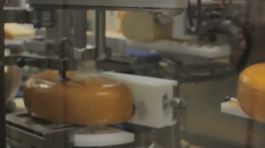Peynir endüstriyel ölçekli süt fabrikasında üretiliyor.