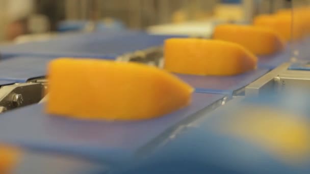 Yiyecek Işleme Tesisinde Peynir Kuyruğuna Yakın Çekim Taşıma Bandında Süt — Stok video