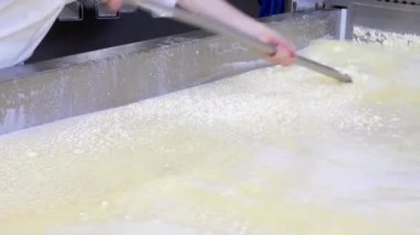 Peynir fabrikası. Sütün mayalanması ve akvaryumdaki ayrışma süreci. mozzarella yapımı İtalyan HD