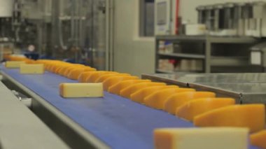 Yiyecek işleme tesisinde peynir kuyruğuna yakın çekim. Taşıma bandında süt ürünleri. Otomatik üretim hattı