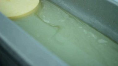 Peynir fabrikası. Sütün mayalanması ve akvaryumdaki ayrışma süreci. mozzarella yapımı İtalyan HD