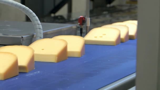 Närbild Färskost Fabrik Mjölkproduktion Transportband Industriell — Stockvideo
