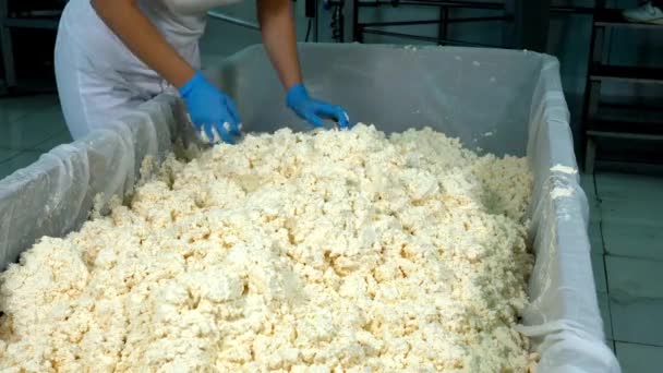 Peynir Fabrikası Işçileri Topak Topak Süt Hamurunu Peynir Kalıplarına Dönüştürmek — Stok video