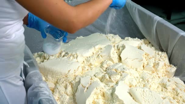 Cheese Factory Workers Break Lumpy Milk Dough Processed Cheese Blocks — Stock Video