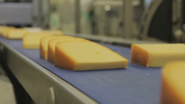 食品加工工場のチーズラインを閉鎖 コンベアベルトの乳製品 自動生産ライン — ストック動画