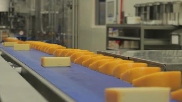 Linha Queijo Close Fábrica Processamento Alimentos Produtos Lácteos Correia Transportadora — Vídeo de Stock