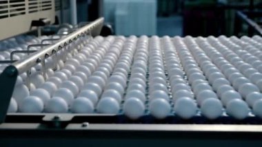 Tavuk yumurtası kümes hayvanları çiftliği fabrikasında, modern endüstri arka planında hareket ediyor.