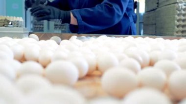 Yumurta fabrikası işçisinin tavuk çiftliği kümes hayvanlarını paketleme görüntülerini kapatın. Modern.