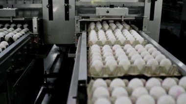 Yumurtalar üretim hattı boyunca ilerliyor. Kümes hayvanları yiyecek endüstrisinde yumurtayla dolu.