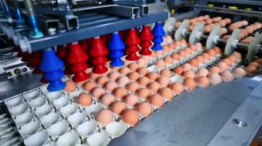 Yumurta fabrikası vakum kaldırma mekanizması kümes hayvanları tarım endüstrisi teknolojisi taşıdı.