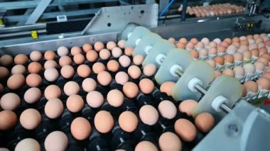 Yumurta fabrikası elektrikli süpürge mekanizması ile taşınıyor kümes hayvanları tarım endüstrisi teknolojisi