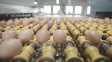 Taşıyıcı banttaki taze çiğ tavuk yumurtaları gıda makinesi endüstrisini harekete geçirdi. Tüketim yumurta üretimi