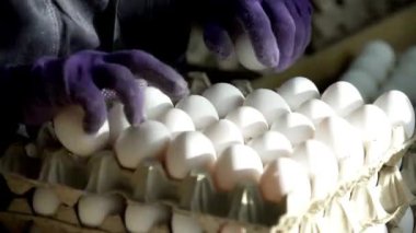 Yumurta fabrikası işçisinin tavuk çiftliği kümes hayvanlarını paketleme görüntülerini kapatın. Modern.
