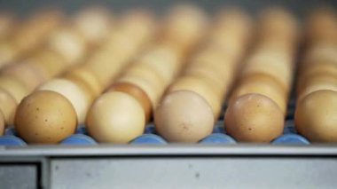 Yumurta fabrikası seçim sürecinde ve üretim hattını derecelendirmede taze yumurta taşıyıcı gıda endüstrisi