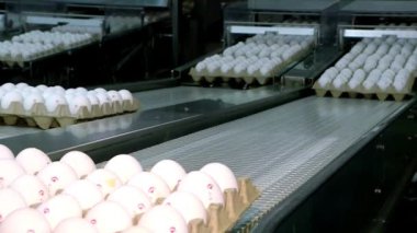 Askıdaki tavuk yumurtası taze yumurtalarla taşıma bandı üretim hattı boyunca ilerler.