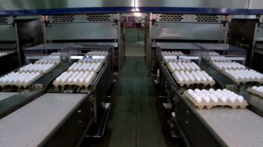 Yumurta fabrikası kümes hayvanları taşıma üretim üretim hattı faaliyet arka planında