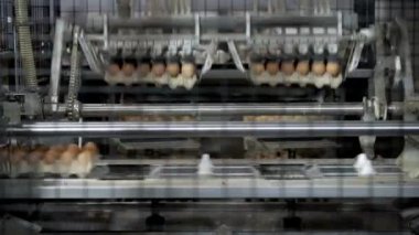 Yumurta ayıklamak ve yumurta fabrikasındaki vakum makinesiyle hareket halinde olan kümes hayvanları endüstrisi.