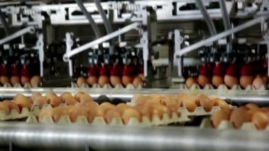 Eggs in Rows Fabrikası Tarım Endüstrisi aksiyon kümes hayvanları iş yumurtası üretim hattı