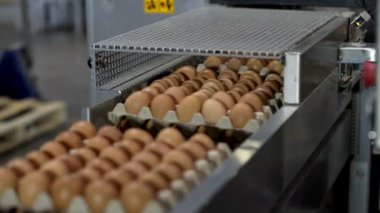Kümes hayvanları çiftliğindeki patlıcan fabrikası yumurtaları paketlemeye hazır modern endüstri makinesi.