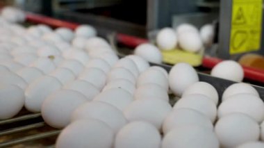 Tavuk yumurtaları tavuk çiftliğindeki yumurta paketleme tesisini işlemeden önce taşıma bandında.