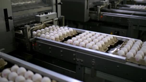 卵工場養鶏コンベア生産行動の背景に卵ラック生産ライン — ストック動画
