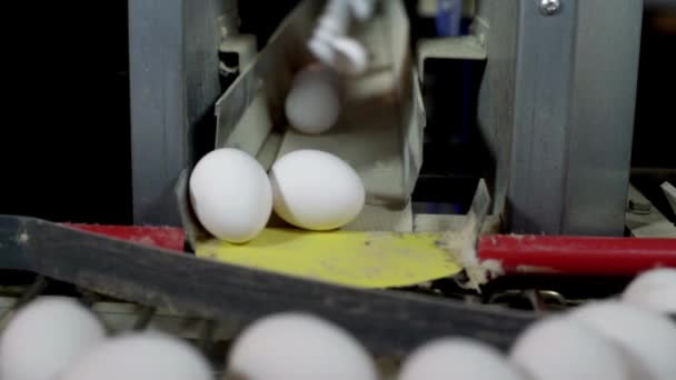 Świeże Jaja Kurze Przemieszczają Się Wzdłuż Farmy Przenośników Drobiowych Zamknąć — Wideo stockowe