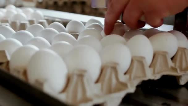 Свежие Куриные Яйца Перемещаются Вдоль Конвейерной Птицефабрики Закрыть Производственную Линию — стоковое видео