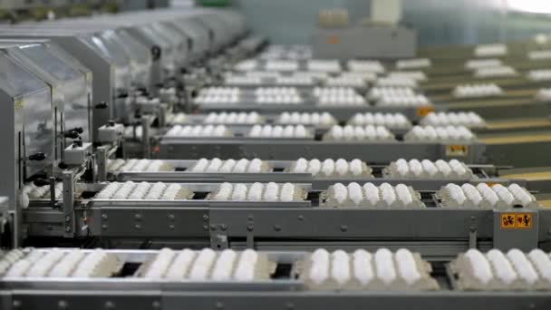 Fresh Chicken Eggs Move Conveyor Poultry Farm Close Factory Production — Stock Video