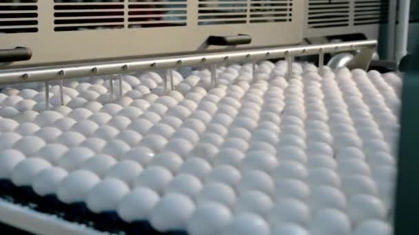Eierfutter Fließband Bei Fabrikhühnern Verpackungstechnologie Für Bioprodukte — Stockvideo