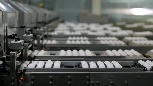 Αυγό Κοτόπουλου Στη Σχάρα Κινούνται Κατά Μήκος Της Γραμμής Παραγωγής — Αρχείο Βίντεο