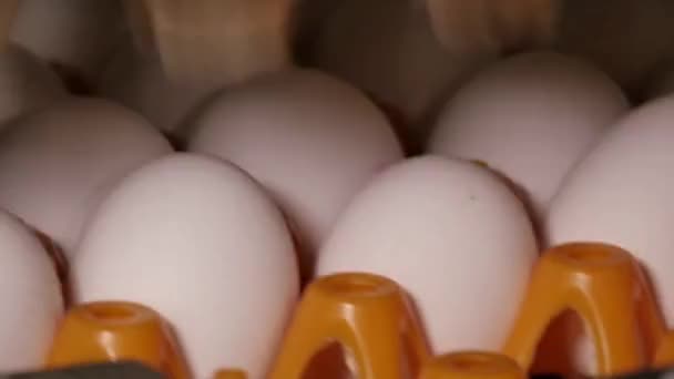 Eierfabriek Selectieproces Sortering Productielijn Verse Eieren Transportband Voedingsindustrie — Stockvideo