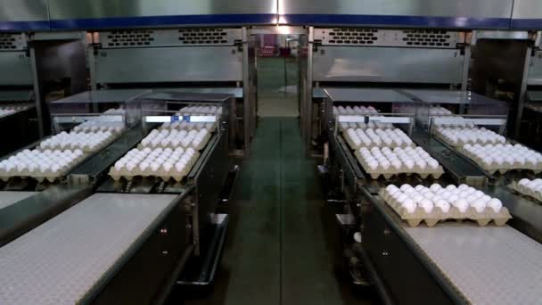 Industri Telur Unggas Konveyor Produksi Telur Rak Lini Produksi Latar — Stok Video
