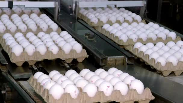 Eierfabriek Pluimveetransportproductie Eikenrek Productielijn Actie Achtergrond — Stockvideo