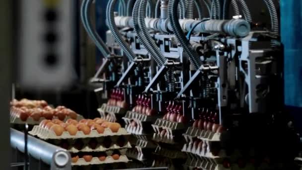 卵工場養鶏コンベア生産行動の背景に卵ラック生産ライン — ストック動画