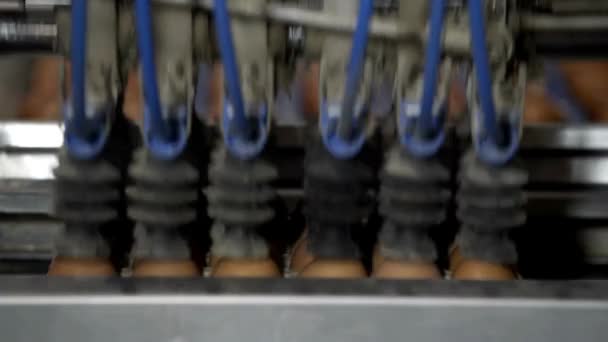 Eier Werden Sortiert Und Mit Vakuummaschine Der Eierfabrik Geflügelindustrie Bewegt — Stockvideo