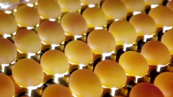 Tavuk Çiftliği Organik Ürünleri Paketleme Teknolojisinde Taşıma Bandında Yumurta Astarı — Stok video